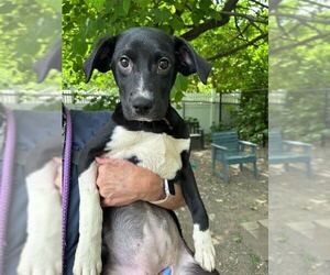 Mutt Dogs for adoption in Elmsford, NY, USA
