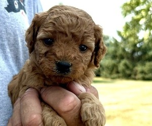 Goldendoodle (Miniature) Puppy for sale in HULL, IA, USA