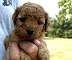 Image preview for Ad Listing. Nickname: Small Curly 2
