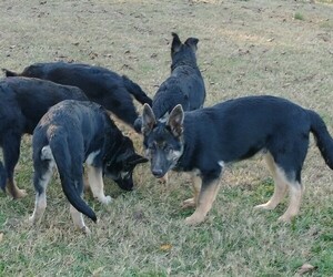 German Shepherd Dog Puppy for Sale in MT ULLA, North Carolina USA