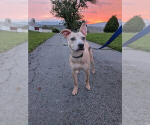 Labrador Retriever-Unknown Mix Dogs for adoption in Silver Spring, MD, USA