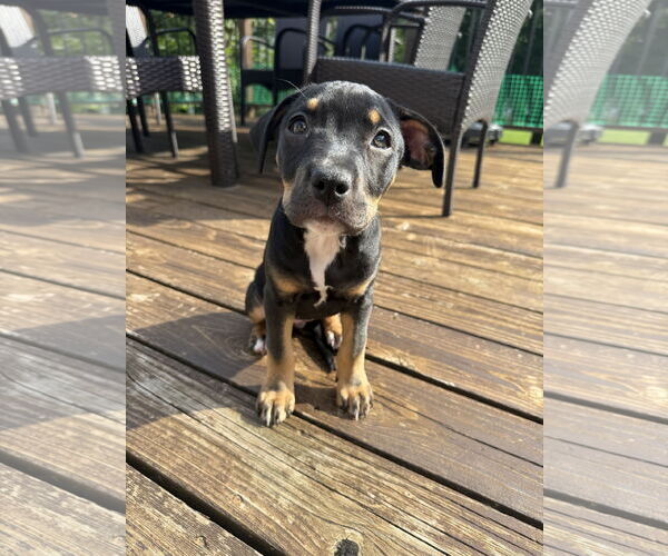 Medium Photo #3 American Pit Bull Terrier Puppy For Sale in St. Louis Park, MN, USA