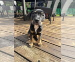 Small #2 American Pit Bull Terrier