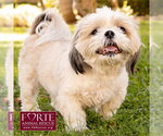 Magic - Male Shih Tzu Dog for Adoption - Small photo