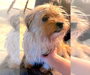 Shih Tzu-Unknown Mix Dogs for adoption in Mount Airy, NC, USA