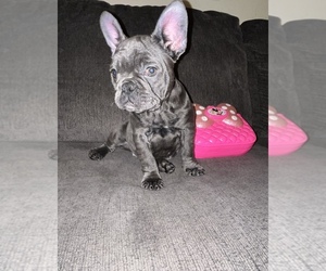 French Bulldog Puppy for sale in PARIS, TX, USA