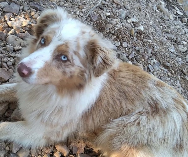 Medium Photo #1 Australian Shepherd Puppy For Sale in WESTPOINT, TN, USA