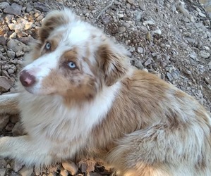 Mother of the Australian Shepherd puppies born on 05/25/2026