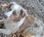 Small Photo #1 Australian Shepherd Puppy For Sale in WESTPOINT, TN, USA