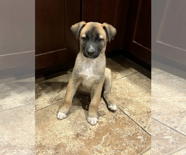 Medium Photo #3 Siberian Husky-Unknown Mix Puppy For Sale in Germantown, OH, USA