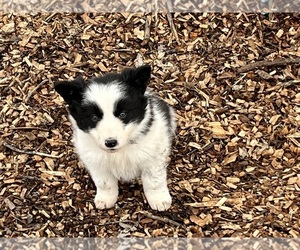 Border Collie Puppy for sale in BOWLING GREEN, KY, USA
