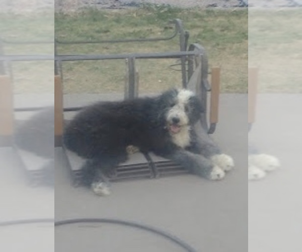Medium Photo #3 Sheepadoodle Puppy For Sale in LAMAR, CO, USA