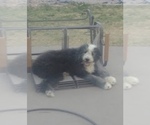 Small Photo #3 Sheepadoodle Puppy For Sale in LAMAR, CO, USA