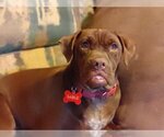Small #6 Boxer Mix
