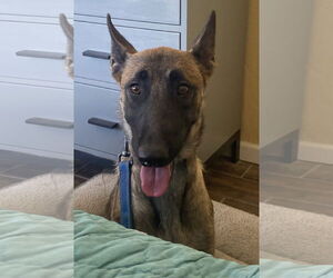 Becca - AZ - COURTESY POST - Female Mutt Dog for Adoption - Photo #4