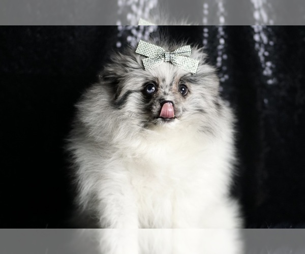 Medium Photo #77 Pomeranian Puppy For Sale in WARSAW, IN, USA