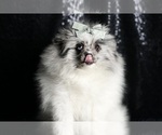 Small Photo #77 Pomeranian Puppy For Sale in WARSAW, IN, USA