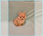 Small #2 Pomeranian