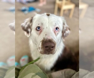 Border-Aussie Dogs for adoption in Germantown, OH, USA