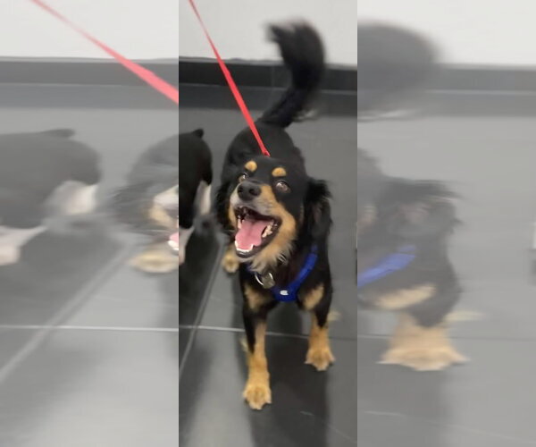 Medium Photo #9 Cocker Spaniel-Papillon Mix Puppy For Sale in Escondido, CA, USA