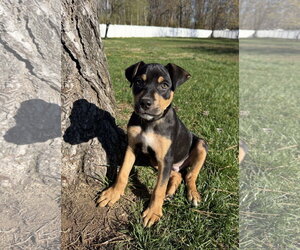 Mutt Dogs for adoption in Cliffwood, NJ, USA