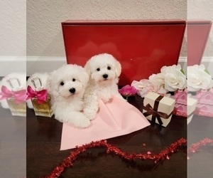 Maltipoo Puppy for sale in KENDALL, FL, USA