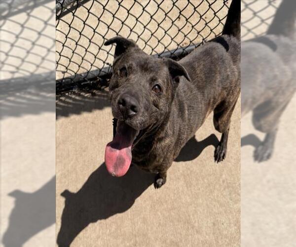 Medium Photo #2 Mutt Puppy For Sale in Tulsa, OK, USA