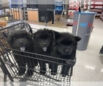 Small Photo #8 Chow Chow Puppy For Sale in ELGIN, IL, USA