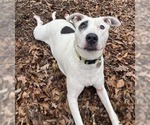 Small #2 Mutt