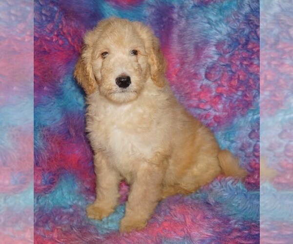 Medium Photo #1 Labradoodle Puppy For Sale in LA HABRA, CA, USA