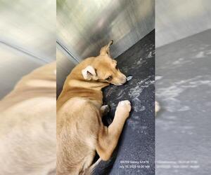 Mutt Dogs for adoption in San Antonio, TX, USA