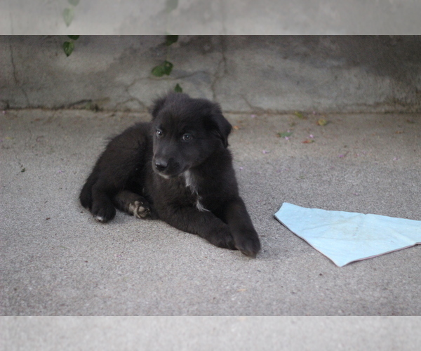 Medium Photo #18 Australian Shepherd Puppy For Sale in MODESTO, CA, USA