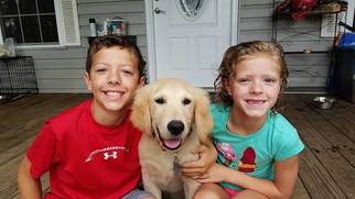 Father of the Golden Retriever puppies born on 08/03/2018