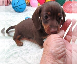 Dachshund Puppy for sale in RATTAN, OK, USA