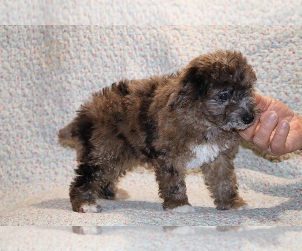 Medium Photo #3 Poodle (Toy) Puppy For Sale in DYERSBURG, TN, USA