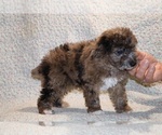 Small #2 Poodle (Toy)