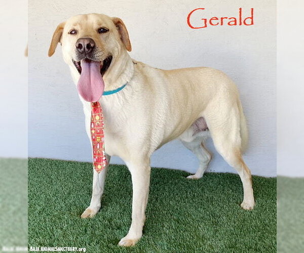 Medium Photo #4 Labrador Retriever-Unknown Mix Puppy For Sale in San Diego, CA, USA