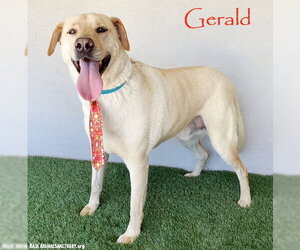 Gerald - Male Labrador Retriever-Unknown Mix Dog for Adoption - Photo #4