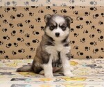 Small Photo #3 Pomsky Puppy For Sale in DENVER, PA, USA
