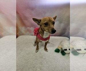 Chihuahua-Unknown Mix Dogs for adoption in Metairie, LA, USA