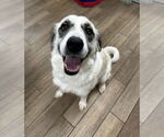 Small Great Pyrenees Mix