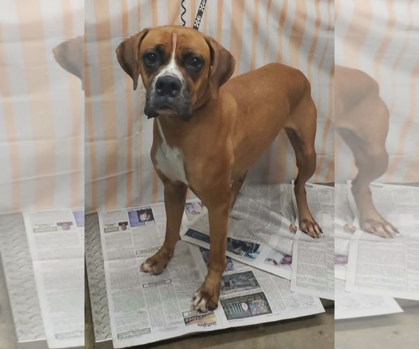 Medium Photo #1 Boxer Puppy For Sale in Burnsville, MN, USA