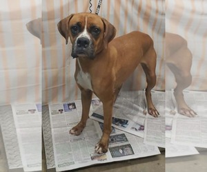 Boxer Dogs for adoption in Burnsville, MN, USA