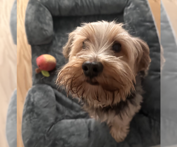 Medium Photo #6 Mutt Puppy For Sale in Brooklyn, NY, USA