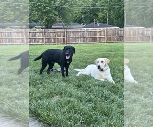 Father of the Labrador Retriever puppies born on 12/31/2024
