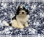 Small #4 Shih-Poo