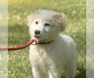 Great Pyrenees Dogs for adoption in Yardley, PA, USA