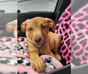 American Pit Bull Terrier-Labrador Retriever Mix Dogs for adoption in Princeton, MN, USA