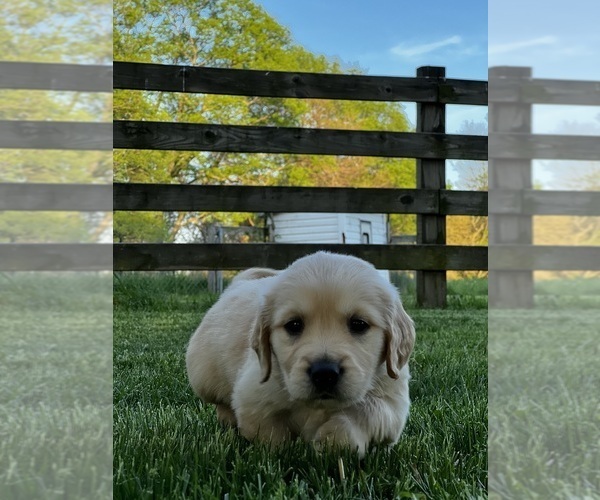 Medium Photo #2 Golden Retriever Puppy For Sale in MIDDLEBURY, IN, USA