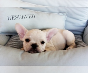 French Bulldog Puppy for sale in MIAMI, FL, USA
